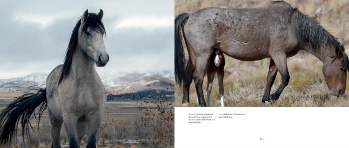 Wild Horses of the West - Image 5