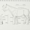 Horse Anatomy: A Coloring Atlas, 2nd Edition - Image 4