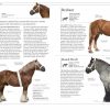 The Horse Encyclopedia - Image 3
