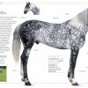 The Horse Encyclopedia - Image 4
