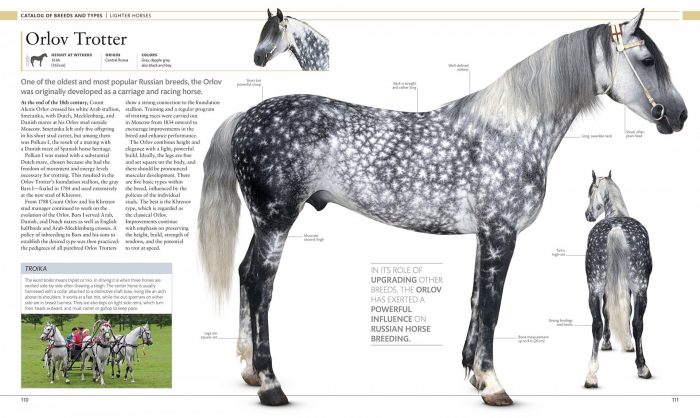 The Horse Encyclopedia - Image 4