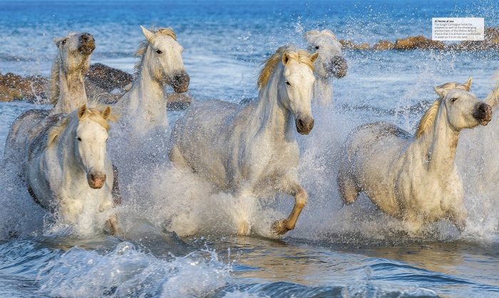 The Horse Encyclopedia - Image 5