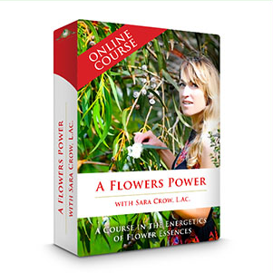 A Flower's Power: A Course In Flower Essences