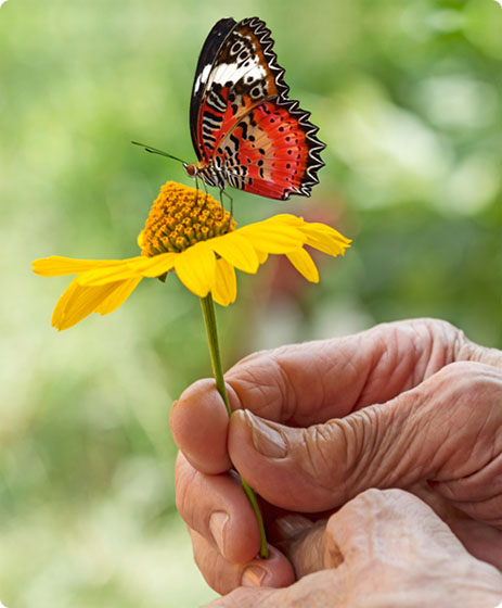  /></p><p>No matter your age, do you find yourself resisting, resenting or even dreading the process of getting older?</p><p>You’re not alone.</p><p>In our culture, we’ve been programmed to see aging as a problem to be managed rather than a gift to be celebrated. We hide signs that we’re aging, complain about our aches, or flat-out deny it’s happening.</p><p><strong>The truth is that the journey of aging can be one of the most important catalysts for your spiritual development and ultimate freedom of your soul.</strong></p><p>Aging can be a time of spiritual blossoming as you make peace with the ups and downs of life, let go of ego identifications and outdated agendas, and find your way home to your true Self.</p><p>But that’s not something you can simply visualize or snap your fingers to make happen. It requires you to consciously and deliberately <strong>shift your view of aging from a source of anxiety to a source of exciting possibilities</strong> and undreamed-of opportunities.</p><p>As you begin to take aging on as an awakening practice, you can become far more radiant, happy and fulfilled than <strong>you ever imagined possible</strong> — even WITH an aching hip, fading eyesight, or receding hairline (or worse).</p><p>In many ways, <strong>each challenge that arises with aging can serve as a reminder</strong> to prioritize spirit over ego, let go of perceptions that no longer serve you, and express gratitude for all the many blessings in your life that you may be taking for granted. You will then discover that <strong>when you are determined to find blessings everywhere, blessings are just as determined to find you</strong>.</p><p>As you continue the soul work of letting go of the ephemeral and deepening your connection with the eternal, <strong>you recognize that change and growth are as enriching as they are inevitable</strong>, and you begin unearthing the gold in your golden years — nuggets of wisdom, beauty, and awakening.</p><p>You begin to see life with fresh eyes and a deeper appreciation of how every day unfolds with beauty and purpose.</p><h3>An Illuminating Mentor Awaits</h3><p><img src=