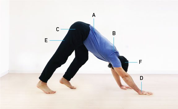 Diagram of locomotion benefits