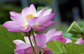 purple flowers blooming