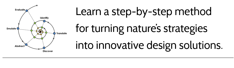  /></p><h3>If you take this course, you will be able to:</h3><ul><li>Describe what biomimicry is and how it relates to other forms of bio-inspired design</li><li>Use the Biomimicry for Design methodology (the Biomimicry Design Spiral) for technical and non- technical design challenges</li><li>Articulate why biomimicry is valuable for your organization</li><li>Integrate biomimicry into your design process or innovation pathway</li></ul><p><strong>Content and Overview</strong></p><p>The first part of the course is an overview of the what, why, and how of biomimicry and the Biomimicry Design Spiral.</p><p>The core of the course shows you how to use the 6 steps of Biomimicry Design Spiral: Identify, Translate, Discover, Abstract, Emulate, and Evaluate. Here you will learn how to apply biomimicry to real design challenges. You can work on your own challenge, or just follow along with the examples provided.</p><p>For each step in the spiral, you will:</p><ul><li>Learn how to execute the step</li><li>See how the step is used in an example</li><li>Receive tips I’ve picked up from years of working in the field</li><li>Discover the unique benefits of using each step individually, so you can generate value from biomimicry even outside the spiral design process</li></ul><p>You’re also given two additional examples to give you a good sense of how the Biomimicry Design Spiral can be used for both technical and non-technical applications.</p><p>The last section of the course covers where biomimicry fits in a design process or ‘innovation pathway’. We close the course with a practical look at how and where you can best bring the concepts and benefits of biomimicry into your organization.</p><hr /><p><strong>GBCI approved for 4 CE</strong> | GBCI course number: 0920007277</p><p>ASID accepts GBCI as a Non-IDCEC Approved CEU, therefore, 4 GBCI CEs can amount to 4 IDCEC credit hours (or 0.4 CEU)</p><p><strong> ILFI approved for 4 LFA hours </strong>(Living Future Accreditation)</p><hr /><p><span style=