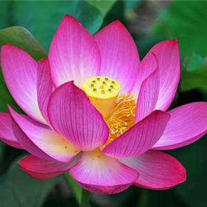  /></figure></div></div><div><p>Understand the precepts of Spiritual Mastery so you can begin to shift perspective around not only how you interact with the most essential aspects of your life, but also your understanding of the spiritual journey. This shift in perspective will set you up for a real, sustaining transformation. Instead of living a life focused on taking control so you can find the flow, always working on overcoming challenges — you can begin living your life in flow, free from worry and stress, focused on opening to deeper and deeper experiences of joy and peace.</p></div></div><h1>A Shift in Perspective Always Precedes Meaningful, Lasting Transformation</h1><div><div><p>Understand the precepts of Spiritual Mastery so you can begin to shift perspective around not only how you interact with the most essential aspects of your life, but also your understanding of the spiritual journey. This shift in perspective will set you up for a real, sustaining transformation. Instead of living a life focused on taking control so you can find the flow, always working on overcoming challenges — you can begin living your life in flow, free from worry and stress, focused on opening to deeper and deeper experiences of joy and peace.</p></div><div><div><figure><img src=