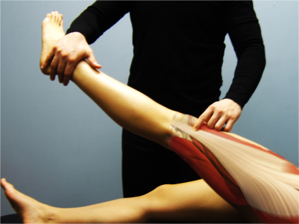Image result for Primal 3D series: Sports Injuries Knee, 2nd Edition"