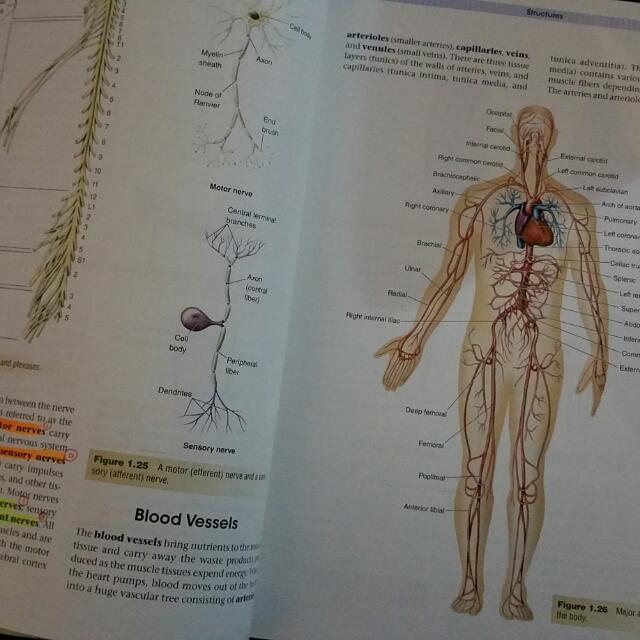Image result for Kinetic Anatomy, 2nd Ed - Robert S. Behnke"